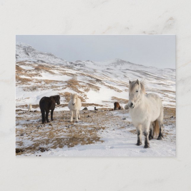 Landscape with Icelandic Horses Postcard (Front)