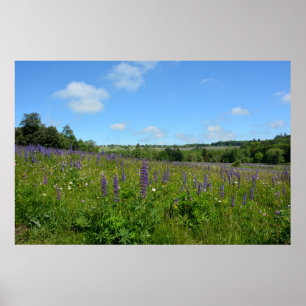 Landscape with lupins  - poster