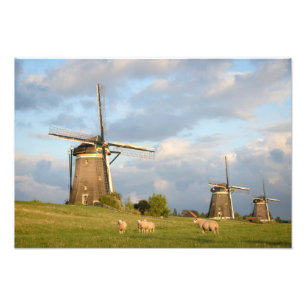 Landscape with windmills and sheep photo print