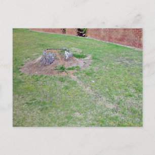 Landscaping Ideas to Cover a Tree Stump Postcard