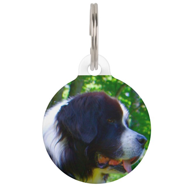 Landseer Dog. Pet Tag (Front)