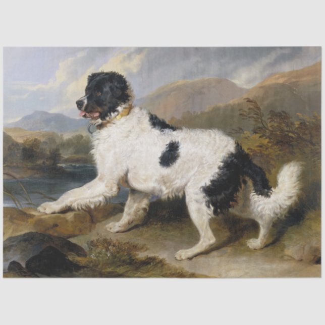 Landseer Newfoundland Dog (Black and White Animal) Tissue Paper (Front)