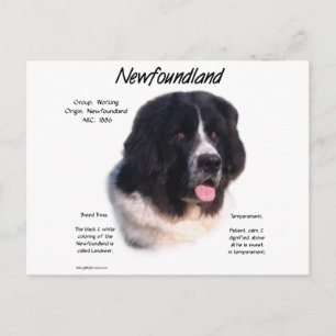 Landseer Newfoundland History; I love Newfies Postcard