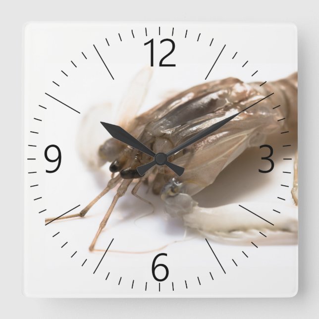 Langoustine Square Wall Clock (Front)