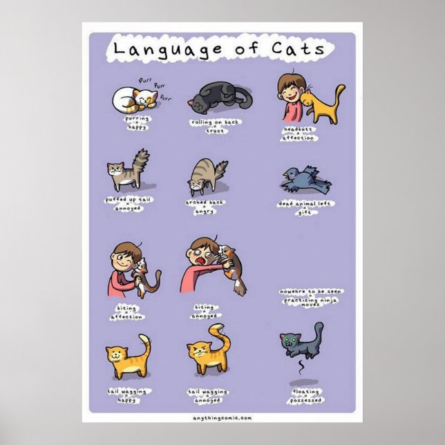 language of cats poster (Front)
