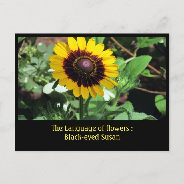 Language of Flowers : Black-eye susan Postcard (Front)