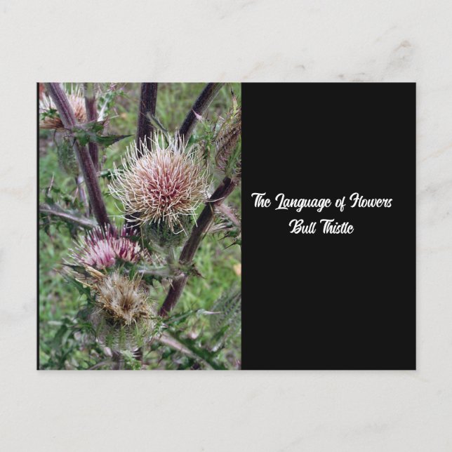 Language of Flowers Bull Thistle Postcard (Front)