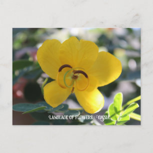 Language of flowers : Cassia Postcard