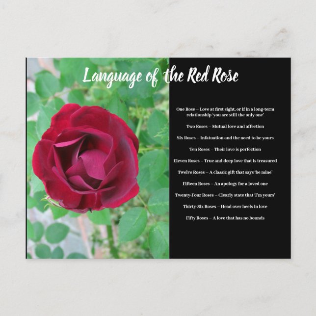 Language of the Rose Postcard (Front)
