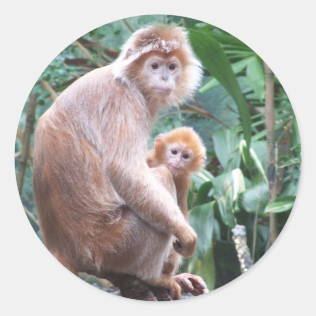 Langur Monkey Mother & Baby Classic Round Sticker (Front)