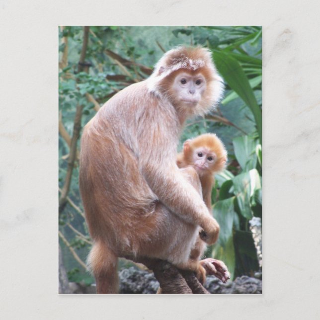 Langur Monkey Mother & Baby Postcard (Front)