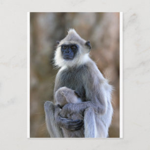 Langur monkey postcard
