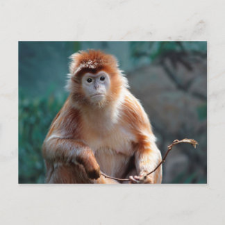 Langur Monkey Wildlife Animal Photo Postcard