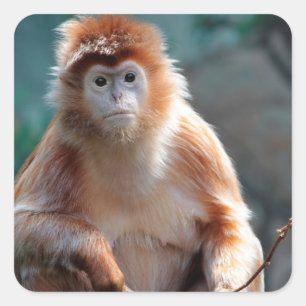 Langur Monkey Wildlife Animal Photo Square Sticker