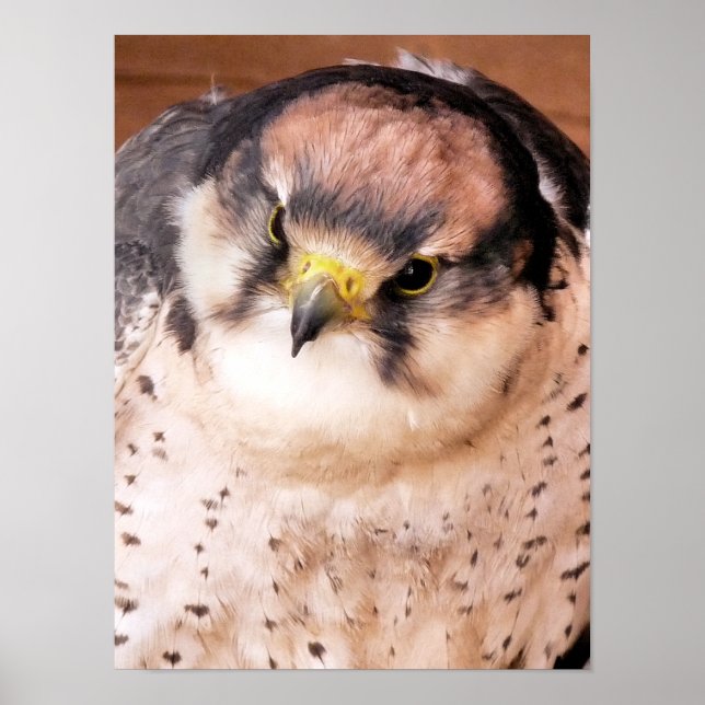 LANNER FALCON BIRD POSTER (Front)