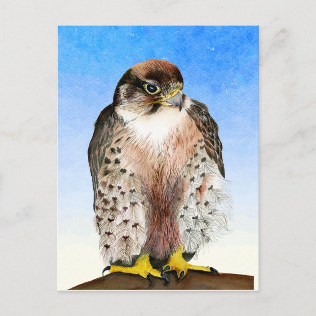Lanner Falcon Bird Watercolor Painting Postcard (Front)