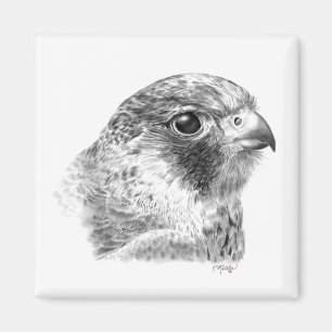 Lanner Falcon Drawing Magnet