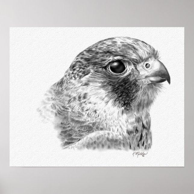 Lanner Falcon Drawing Poster (Front)