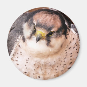 LANNER FALCON MAGNET