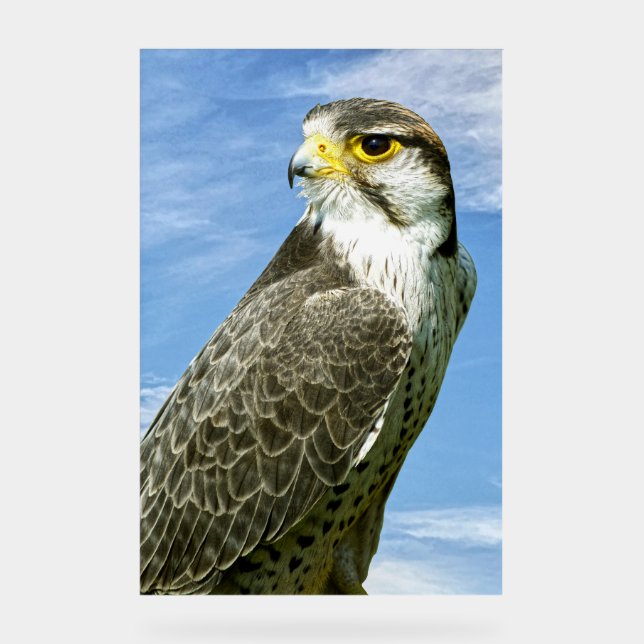 Lanner Falcon perched Acrylic Sign (Front)