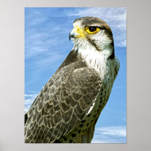 Lanner Falcon perched Poster
