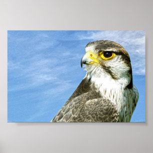 Lanner Falcon perched Poster