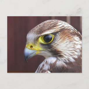 Lanner Falcon Postcard