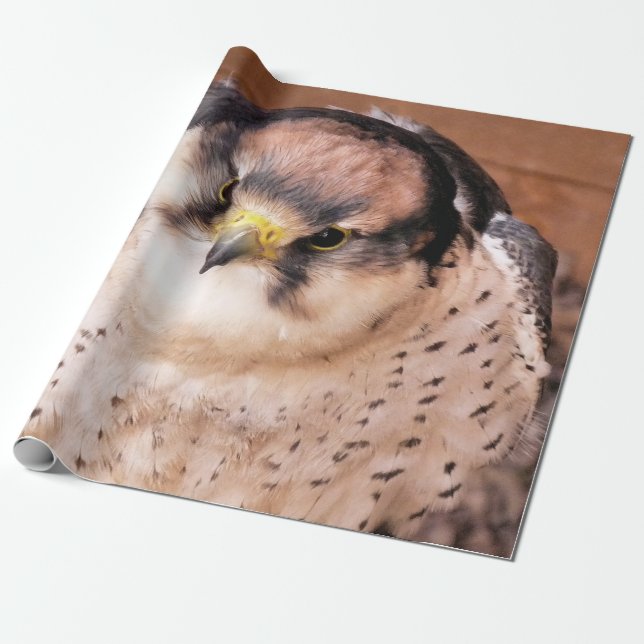 LANNER FALCON WRAPPING PAPER (Unrolled)