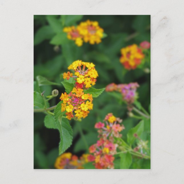 Lantana Camara Flowers Postcard (Front)