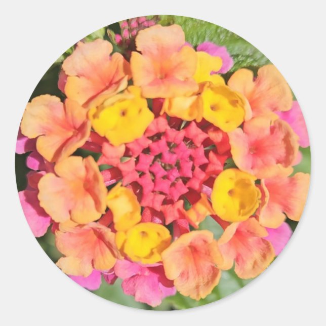 Lantana Flower Classic Round Sticker (Front)