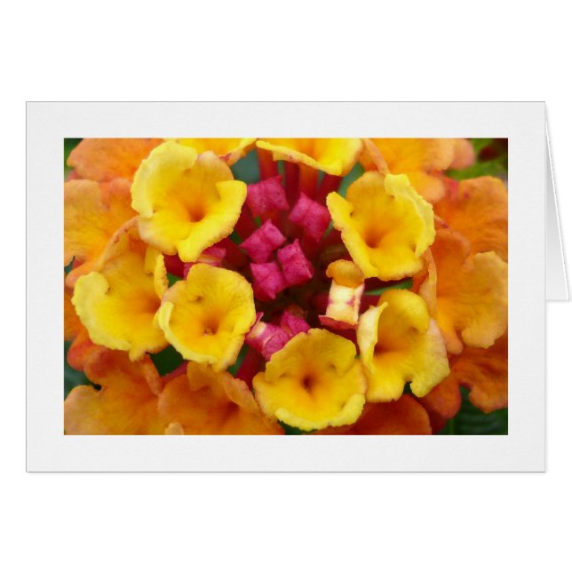 Lantana Flower II - Bordered (Front Horizontal)