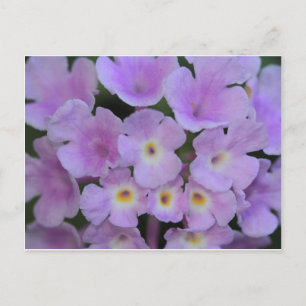Lantana Flower Postcard