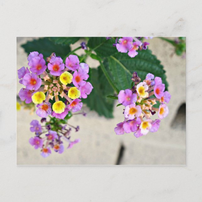 Lantana Flowers Post Card (Front)