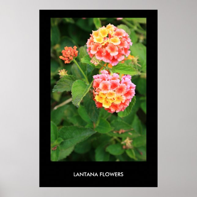 Lantana Flowers Poster,Print Poster (Front)