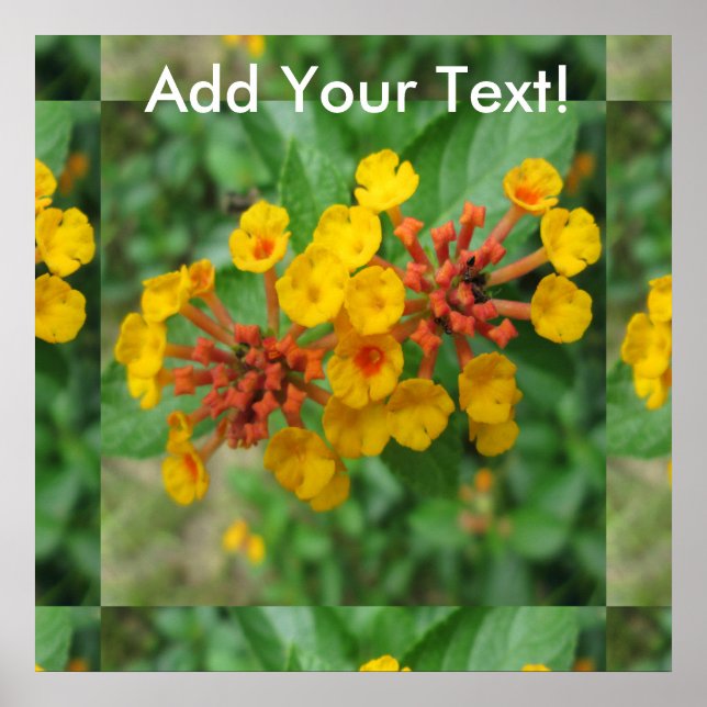 Lantana Garden Flower Yellow Poster (Front)