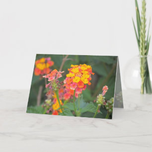 Lantana Greeting Card