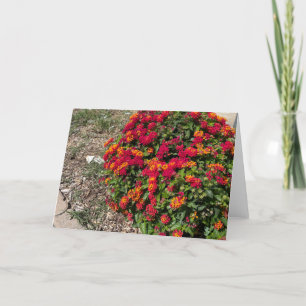 Lantana in flower thank you card
