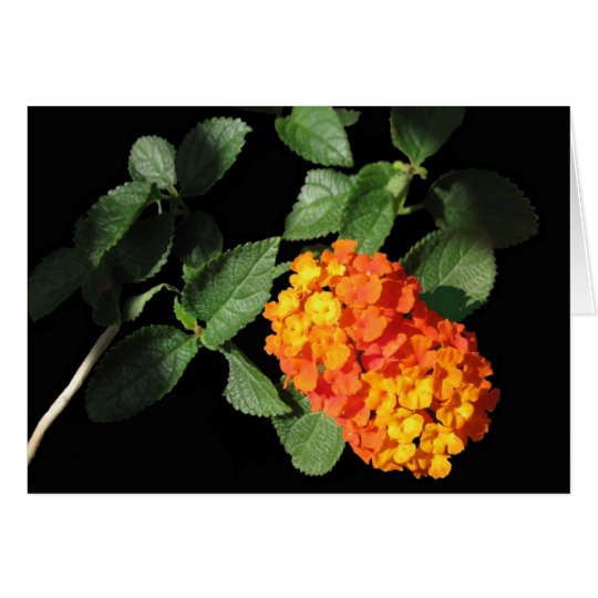 Lantana Note Card