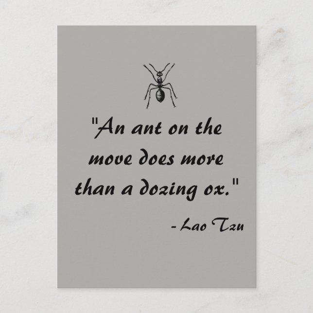 Lao Tzu Ant Quote Postcard (Front)