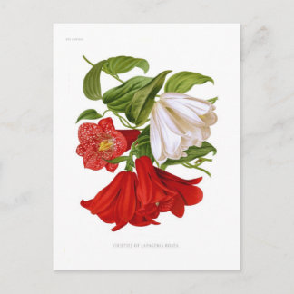 Lapageria rosea.(Chilean bellflower) Postcard