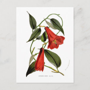 Lapageria rosea postcard