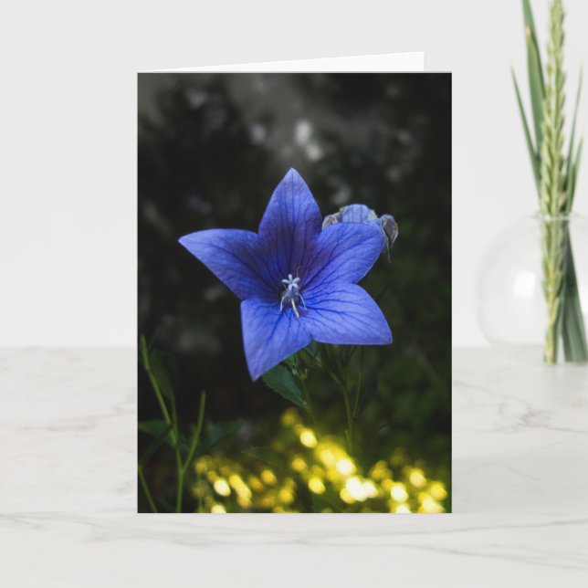 lapis of luxury card (Front)