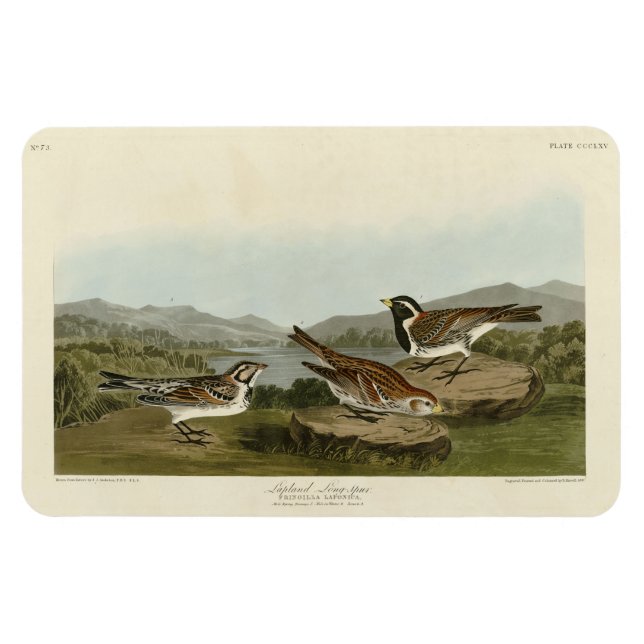 Lapland Long-spur, from Audubon's Birds of America Magnet (Horizontal)
