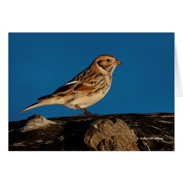 Lapland Longspur on a Sunlit Log (Front Horizontal)