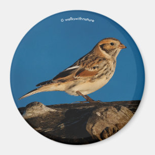 Lapland Longspur on a Sunlit Log Magnet