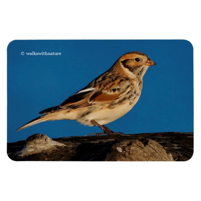 Lapland Longspur on a Sunlit Log Magnet (Horizontal)