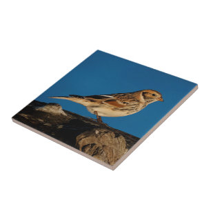 Lapland Longspur on a Sunlit Log Tile