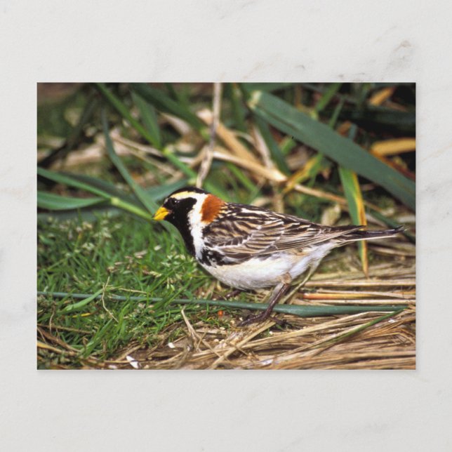 Lapland Longspur Postcard (Front)