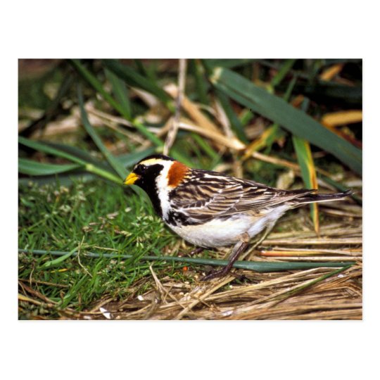 Lapland Longspur Postcard