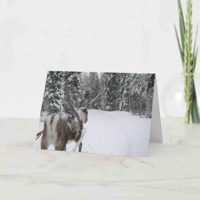 Lapland reindeer Christmas Card holidays card (Front)